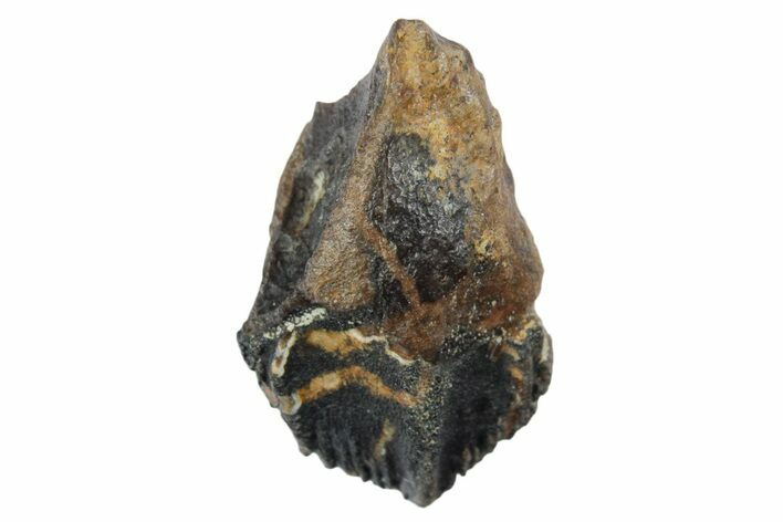 Unworn Sub-Adult Dinosaur (Triceratops) Tooth - Wyoming #354905